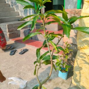 12 Month Mango 1000 pice