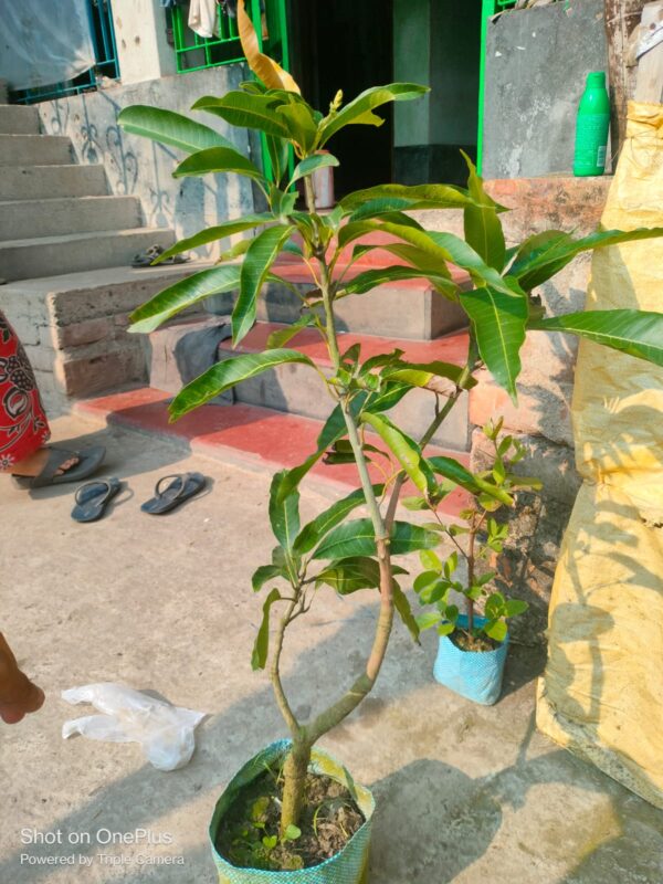 12 Month Mango 1000 pice