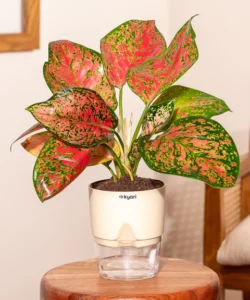 Aglaonema (Chinese Evergreen)