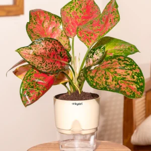 Aglaonema (Chinese Evergreen) 1000 pice