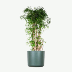 Aralia Ming 1000 pics