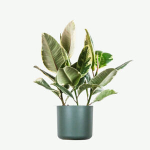Calathea Beauty Star 1000 pice