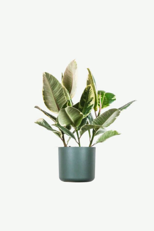 Calathea Beauty Star 1000 pice