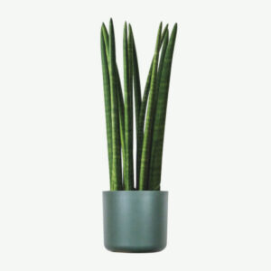 Euphorbia Ingens 1000pics