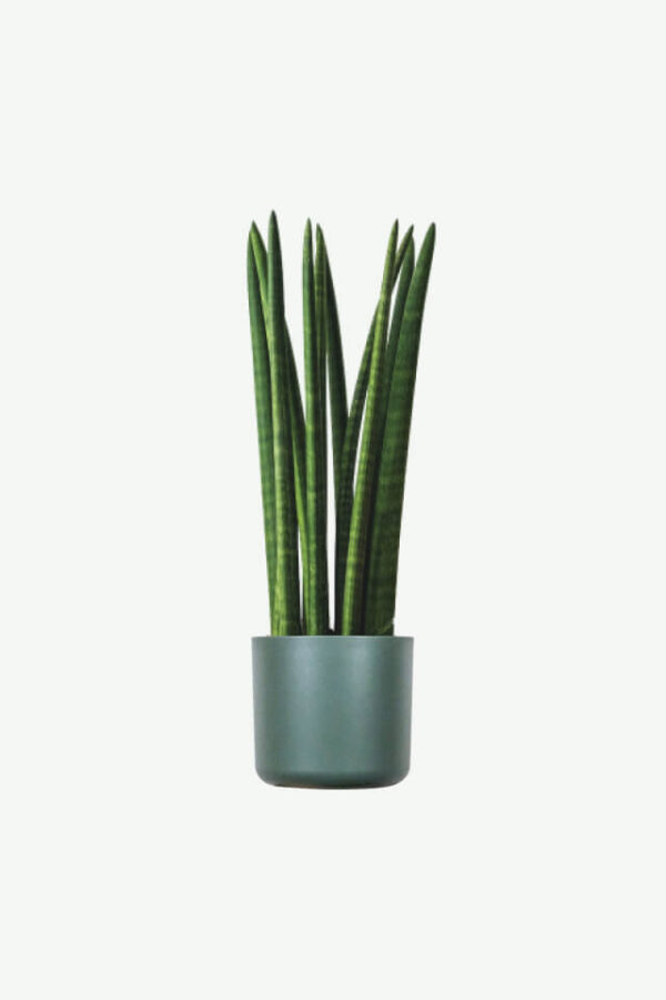 Euphorbia Ingens 1000pics