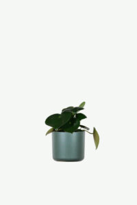 Hoya Obovatum 1000 Pics