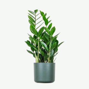 Zz Plants 1000 pice