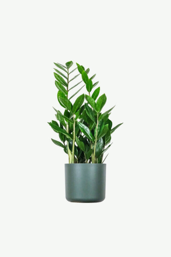 Zz Plants 1000 pice