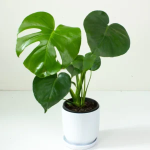 Monstera Deliciosa 1000 pics